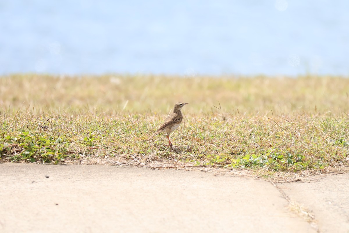 Australian Pipit - ML643060365