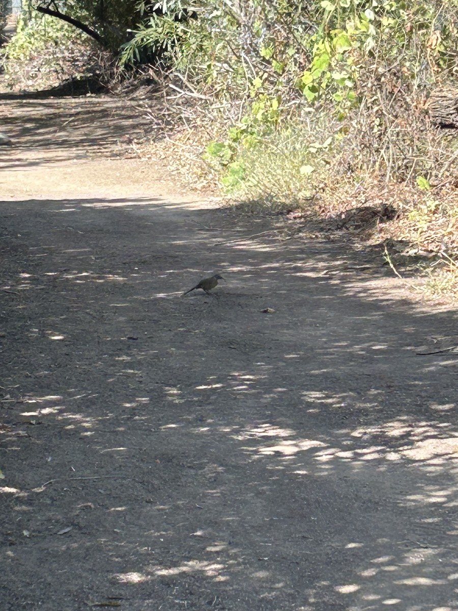 California Thrasher - ML643060368