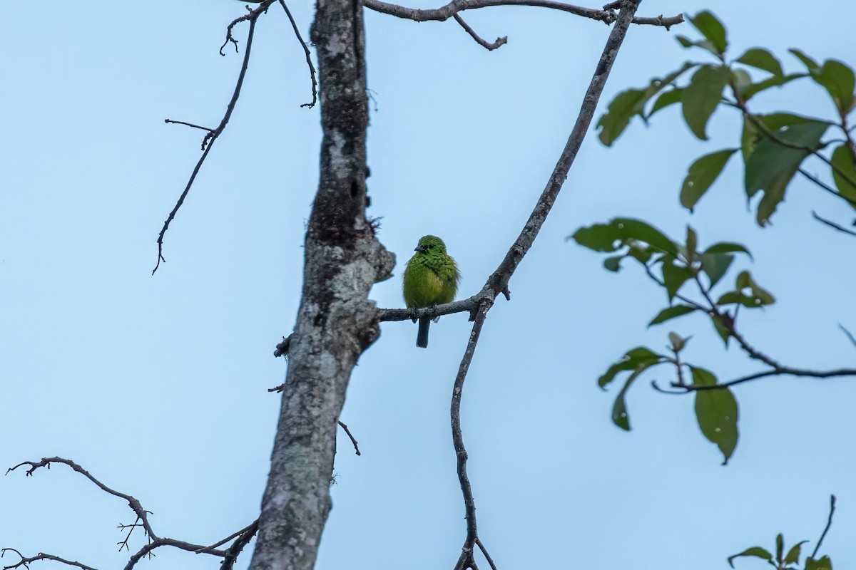 Yellow-bellied Tanager - ML643060370