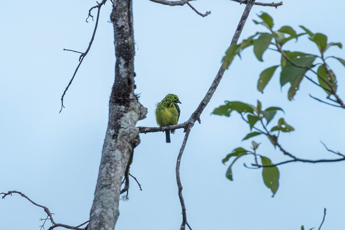 Yellow-bellied Tanager - ML643060371