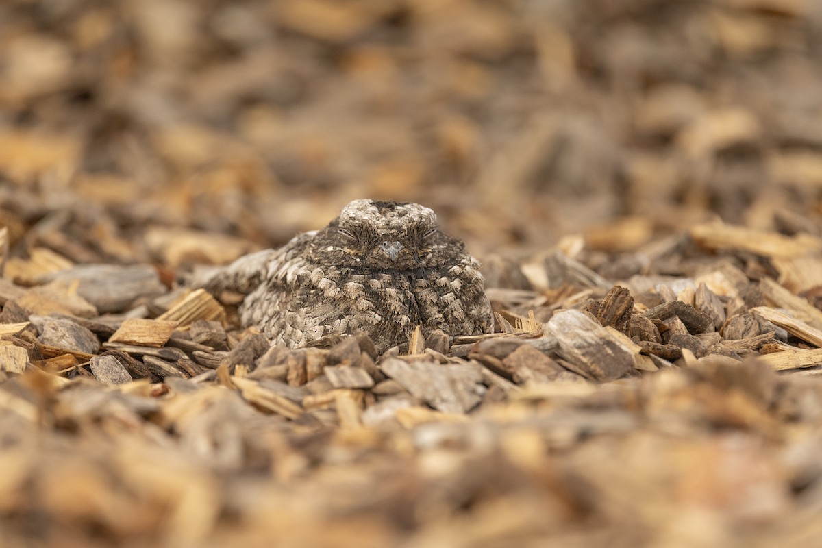 Common Poorwill - ML643060373