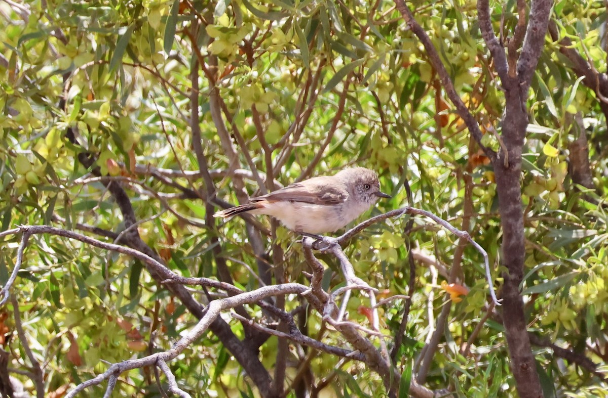 Chestnut-rumped Thornbill - ML643060432