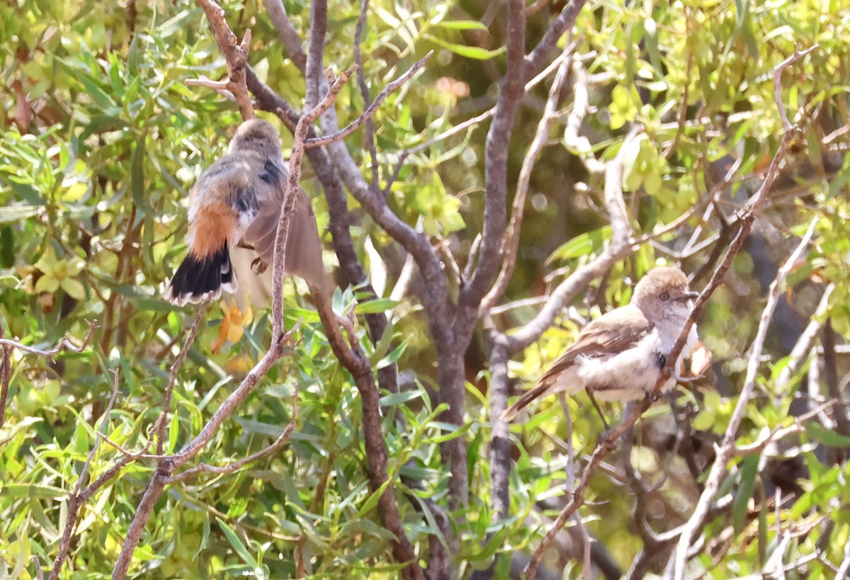 Chestnut-rumped Thornbill - ML643060434