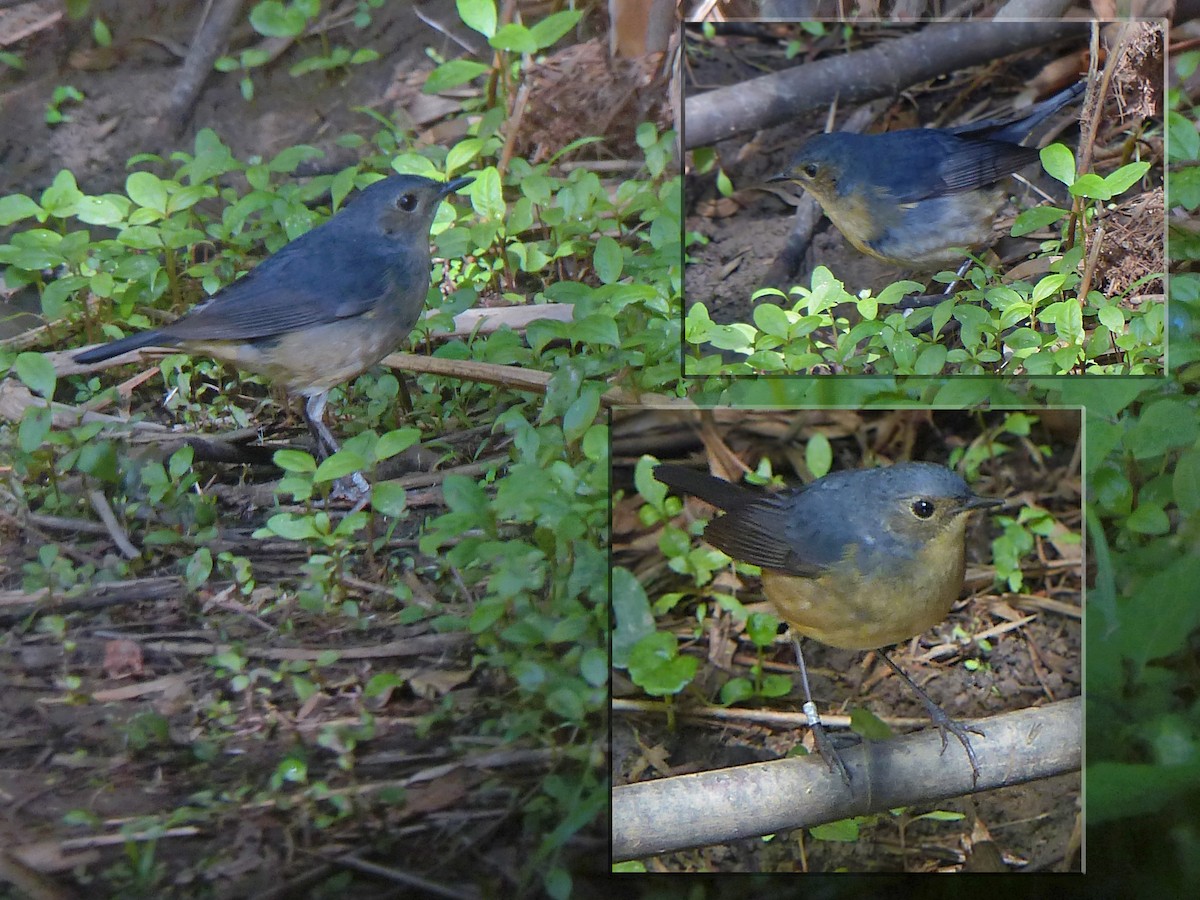 Firethroat - ML643060455