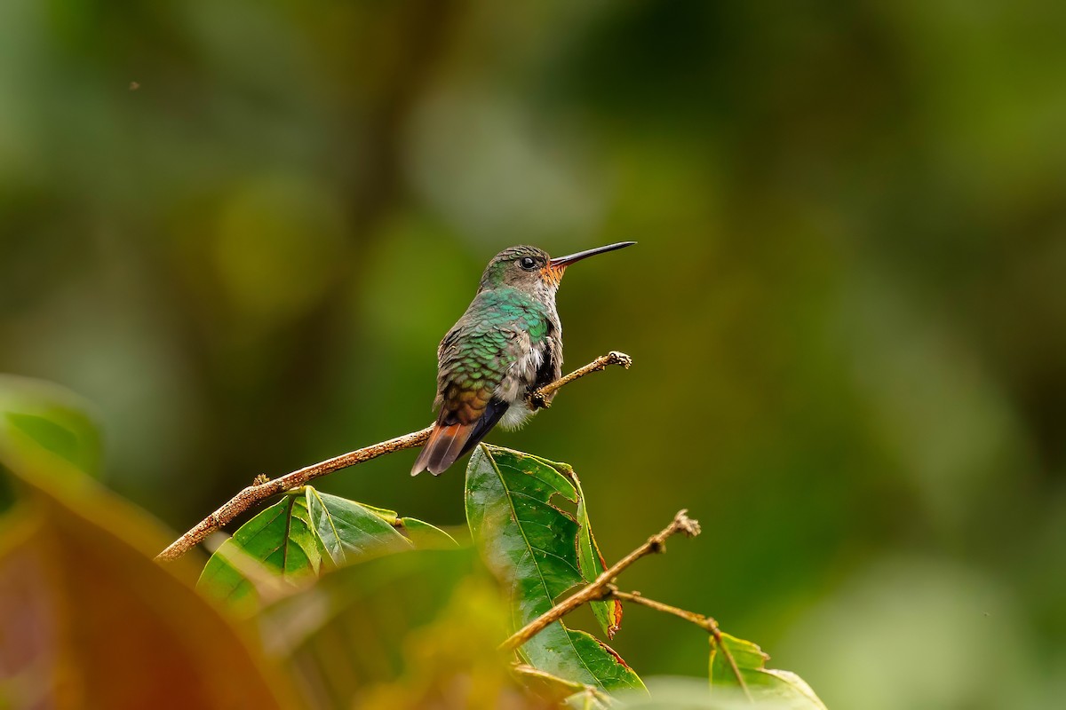 Rufous-throated Sapphire - ML643060460