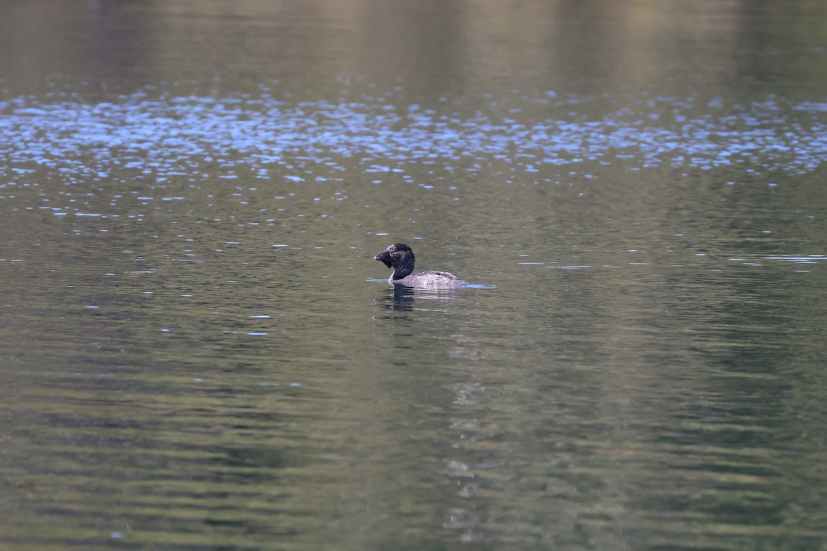 Musk Duck - ML643060466