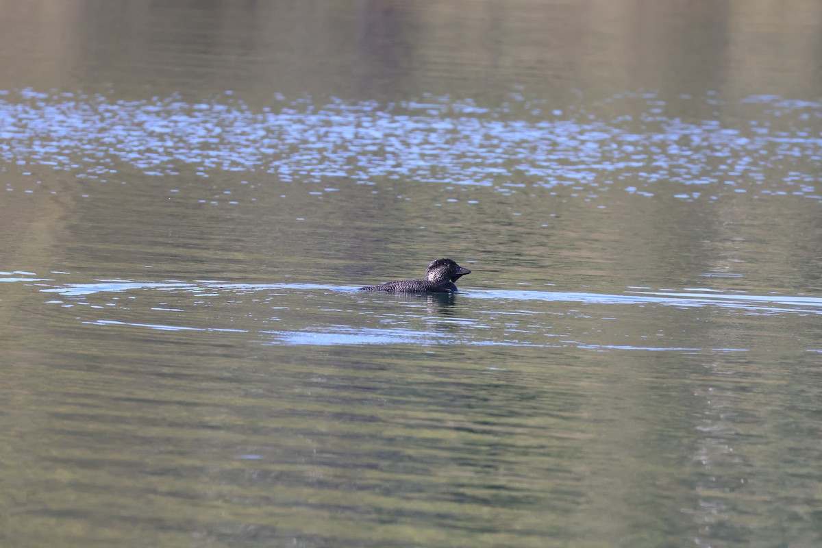 Musk Duck - ML643060467