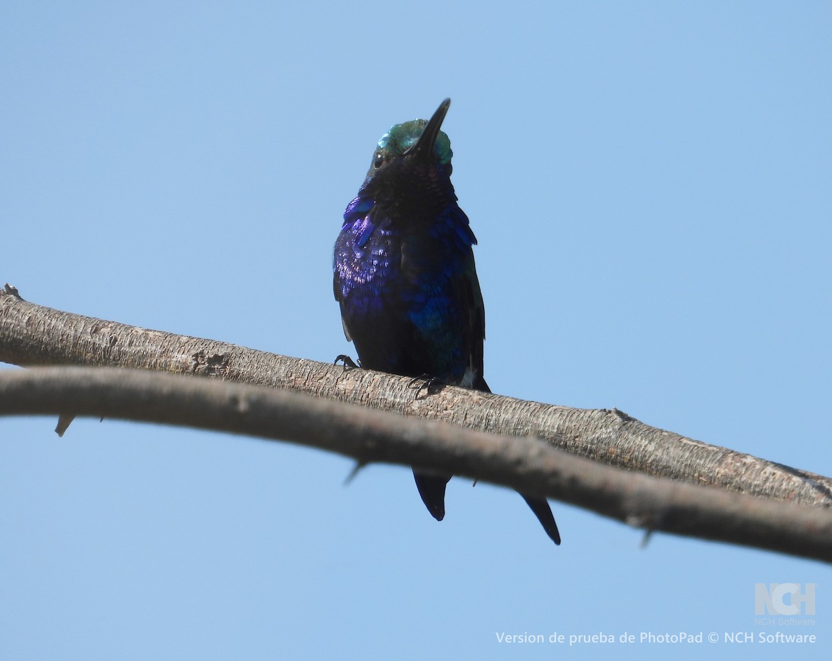Blue-tufted Starthroat - ML643060474