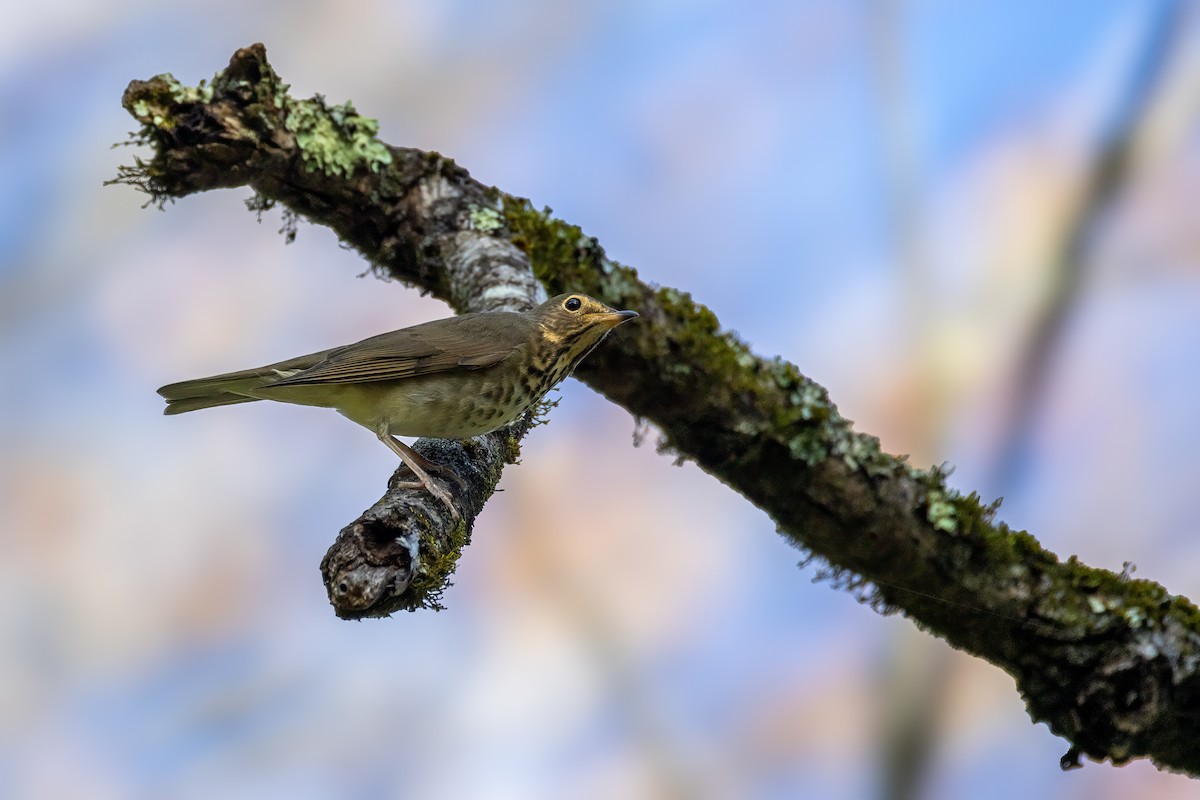 Swainson's Thrush (Olive-backed) - ML643060484