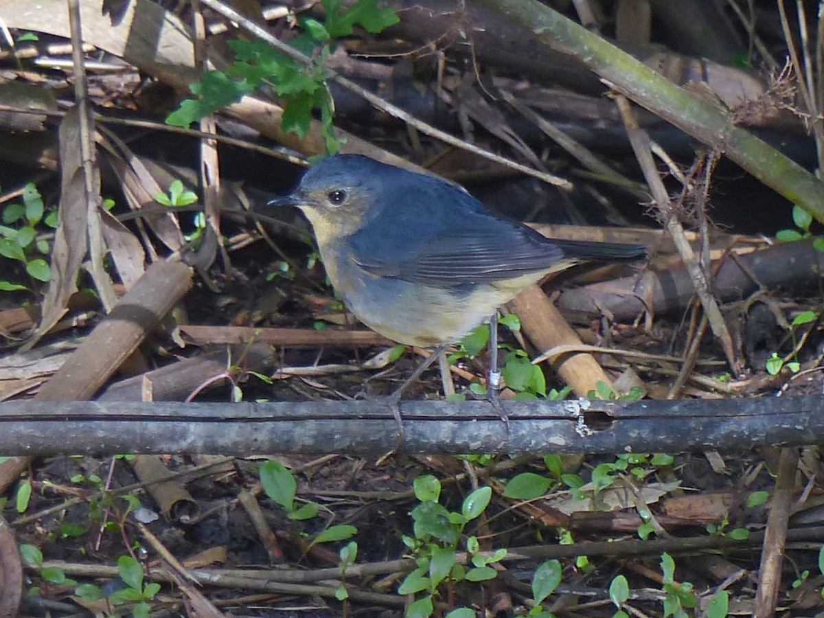 Firethroat - ML643060490