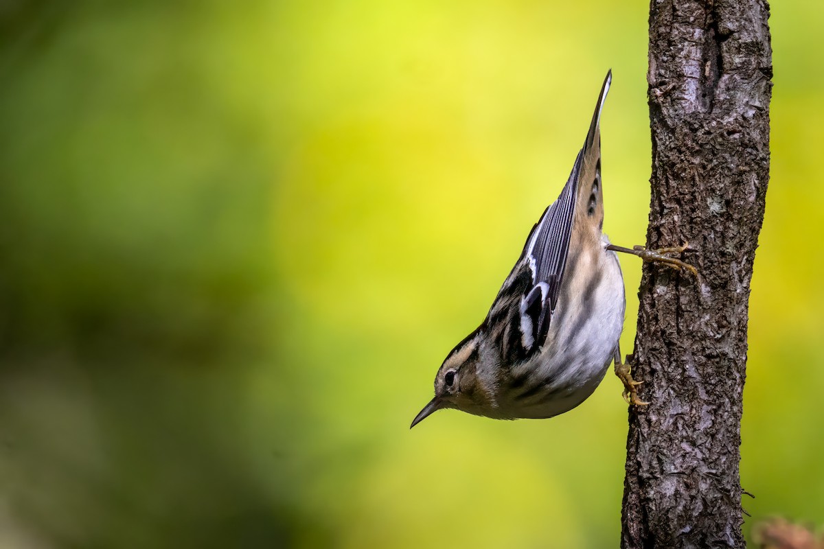 Black-and-white Warbler - ML643060492