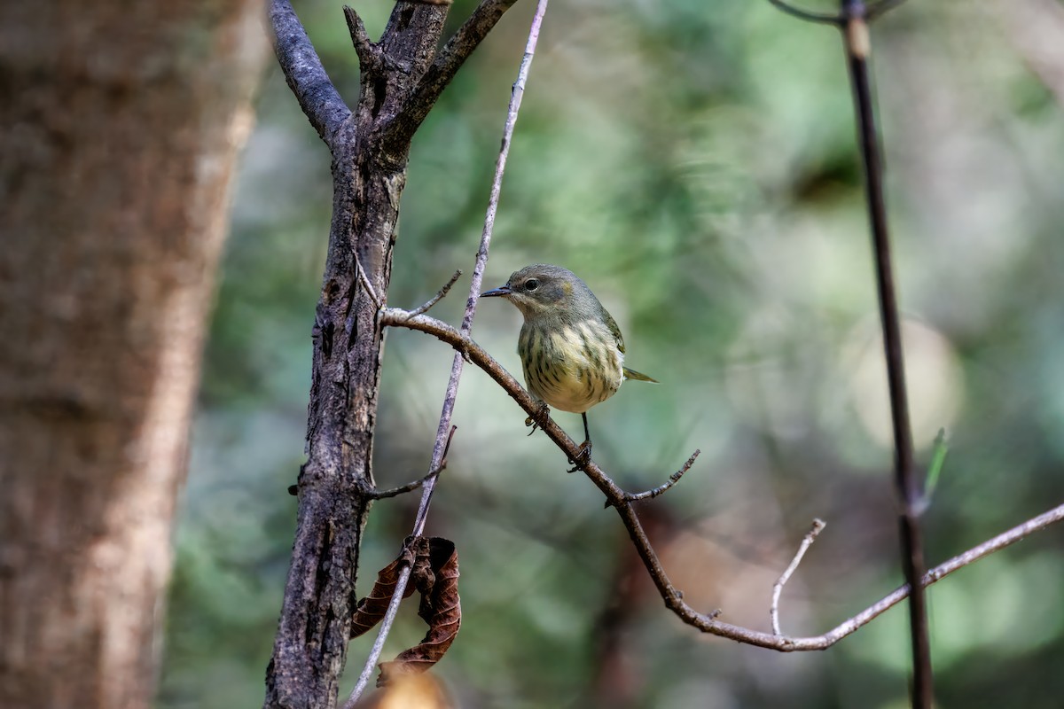 Cape May Warbler - ML643060498