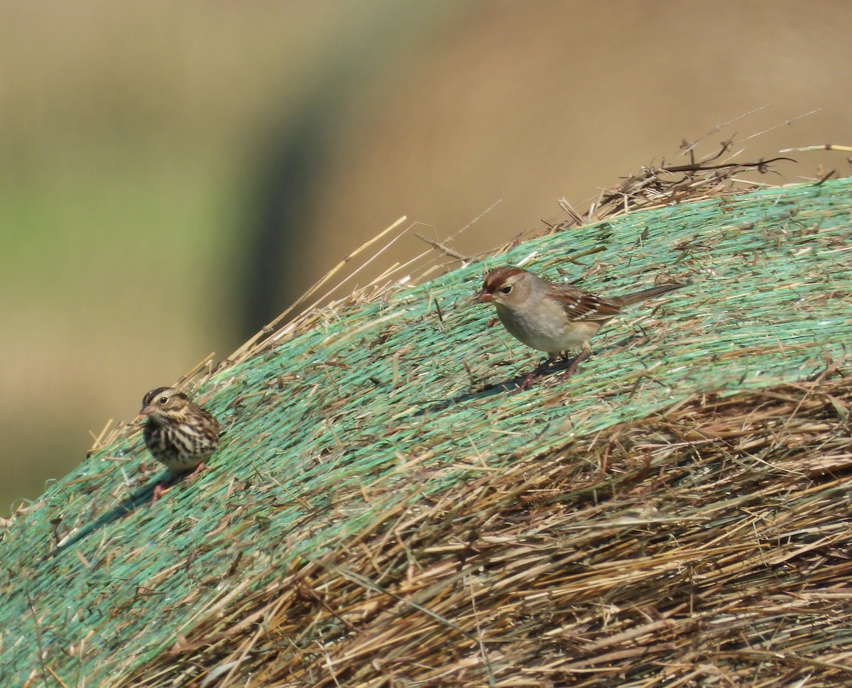 White-crowned Sparrow - ML643060509