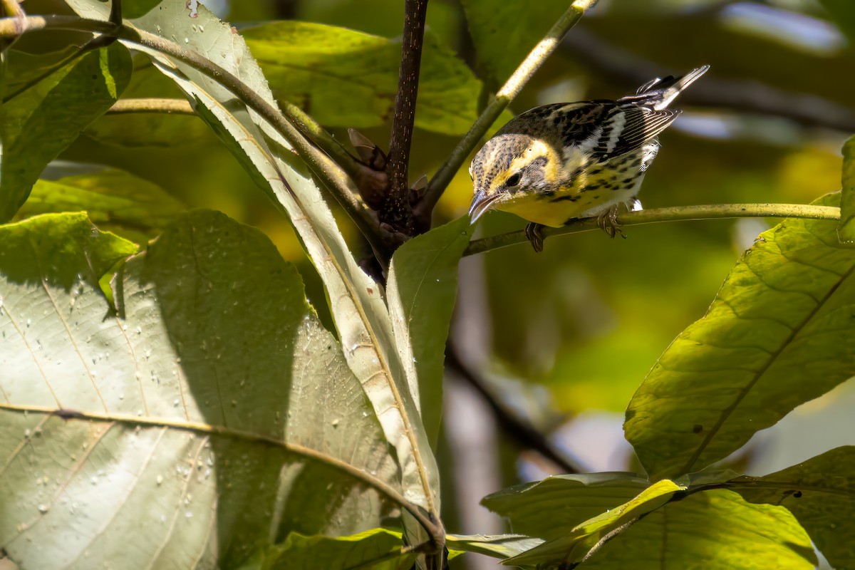 Blackburnian Warbler - ML643060510