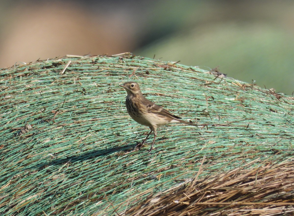 American Pipit - ML643060515