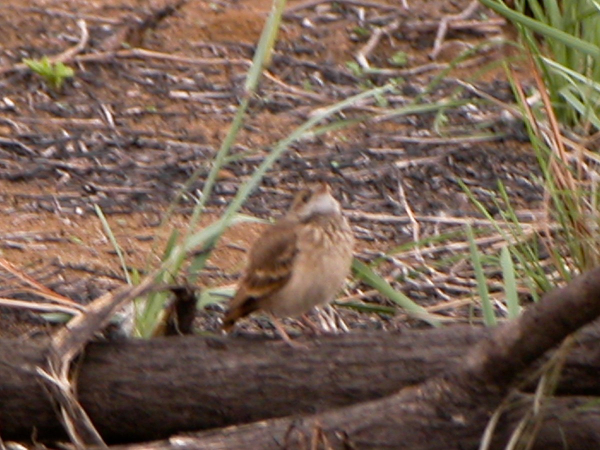 Campo Miner - ML643060517