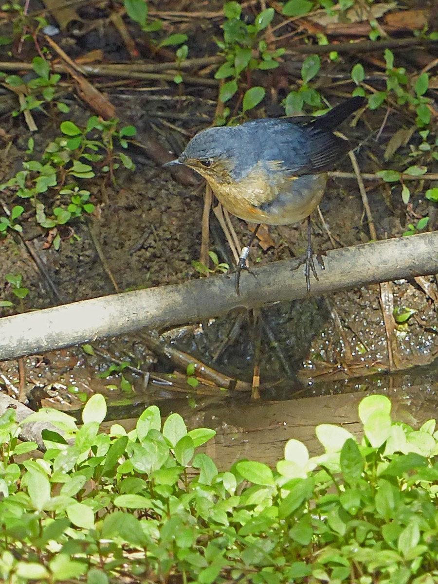 Firethroat - ML643060518