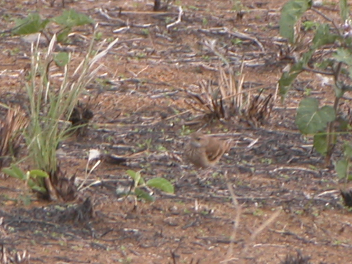 Campo Miner - ML643060522