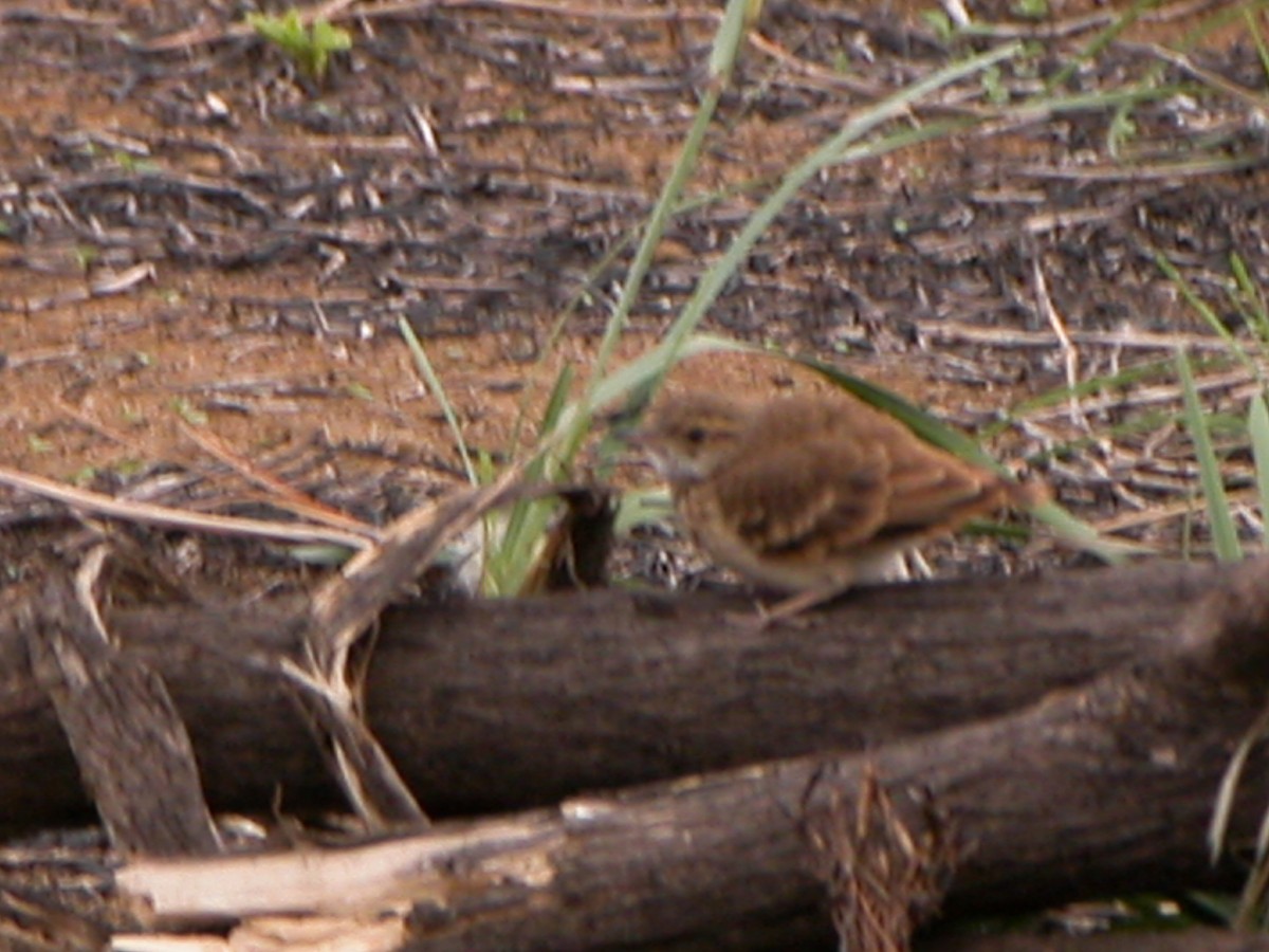 Campo Miner - ML643060523