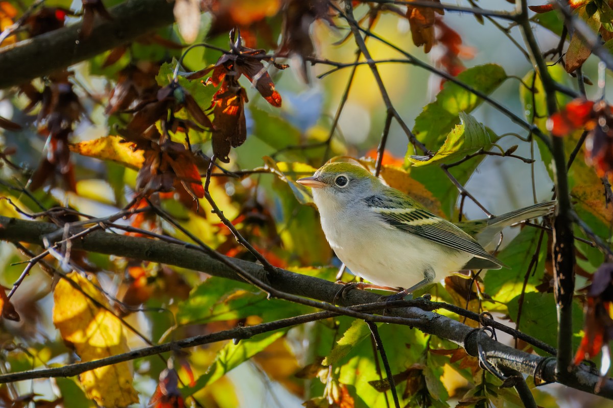 Chestnut-sided Warbler - ML643060527