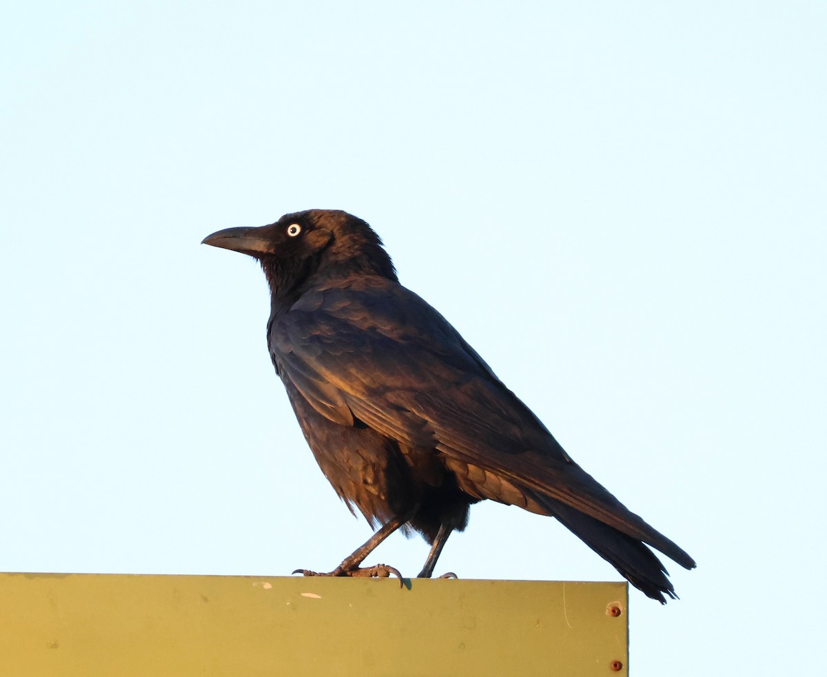 Little Crow - ML643060530