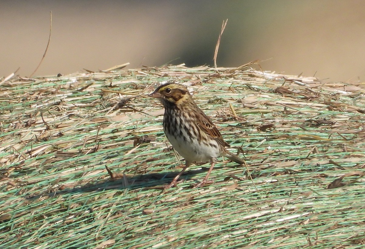Savannah Sparrow - ML643060532
