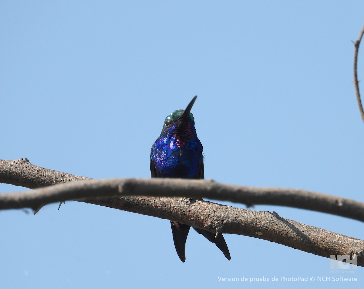Blue-tufted Starthroat - ML643060533