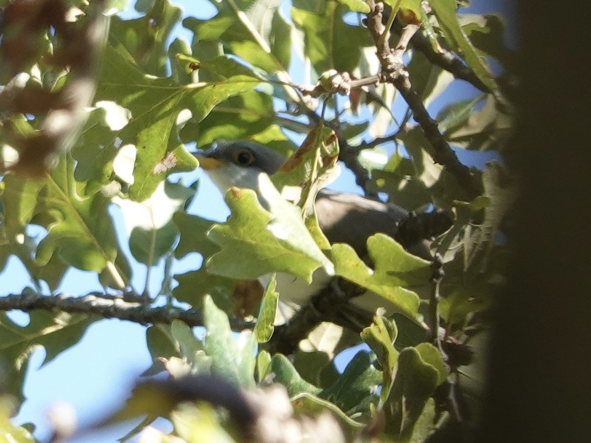Yellow-billed Cuckoo - ML643060540