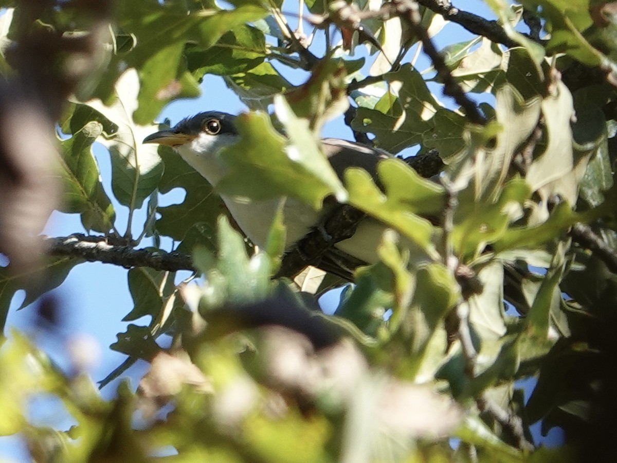 Yellow-billed Cuckoo - ML643060541