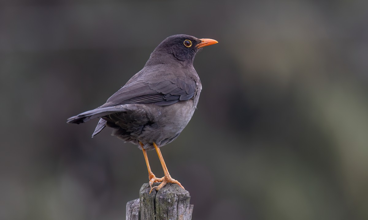 Great Thrush - ML643060546