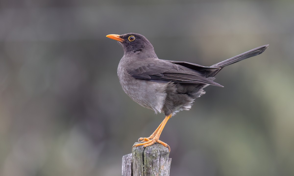 Great Thrush - ML643060548