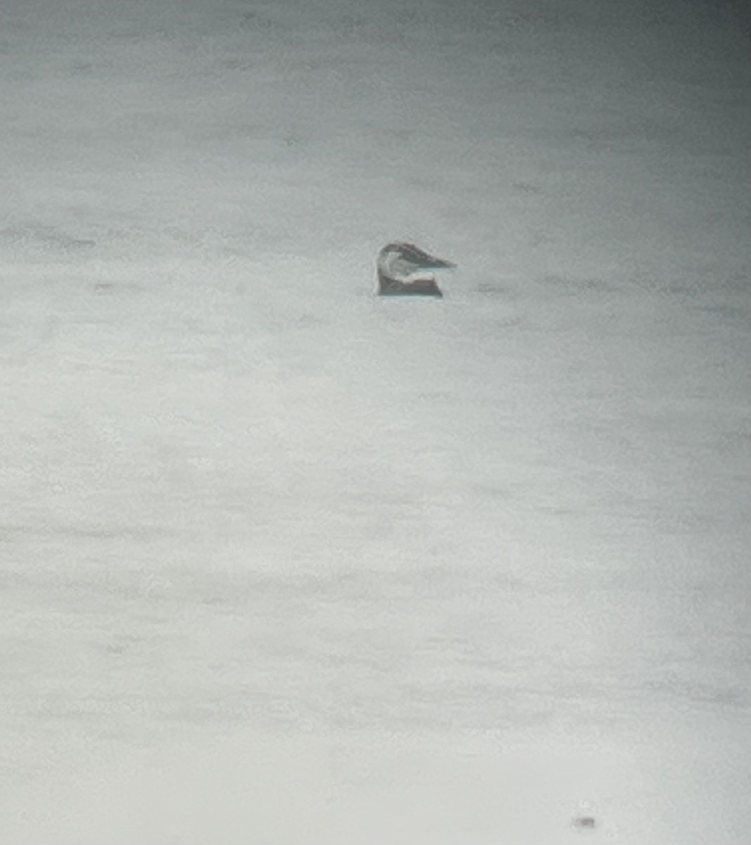 Common Murre - ML643060593