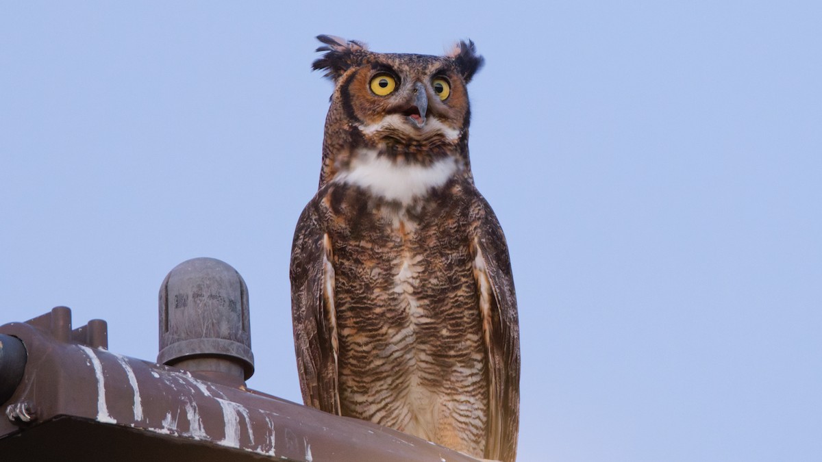 Great Horned Owl - ML643060615
