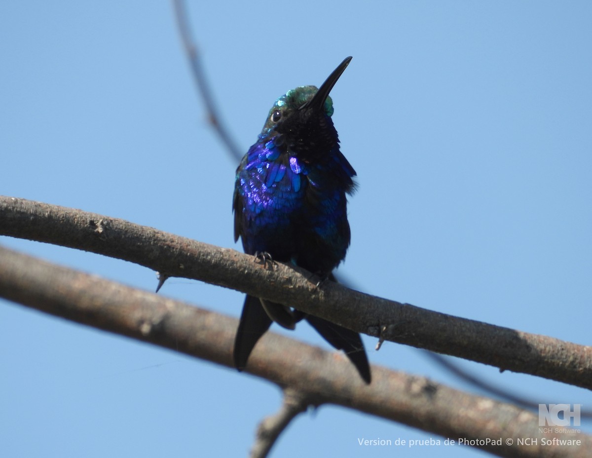 Blue-tufted Starthroat - ML643060616