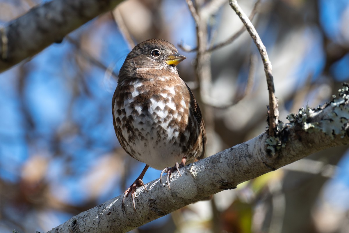 Fox Sparrow (Sooty) - ML643060625