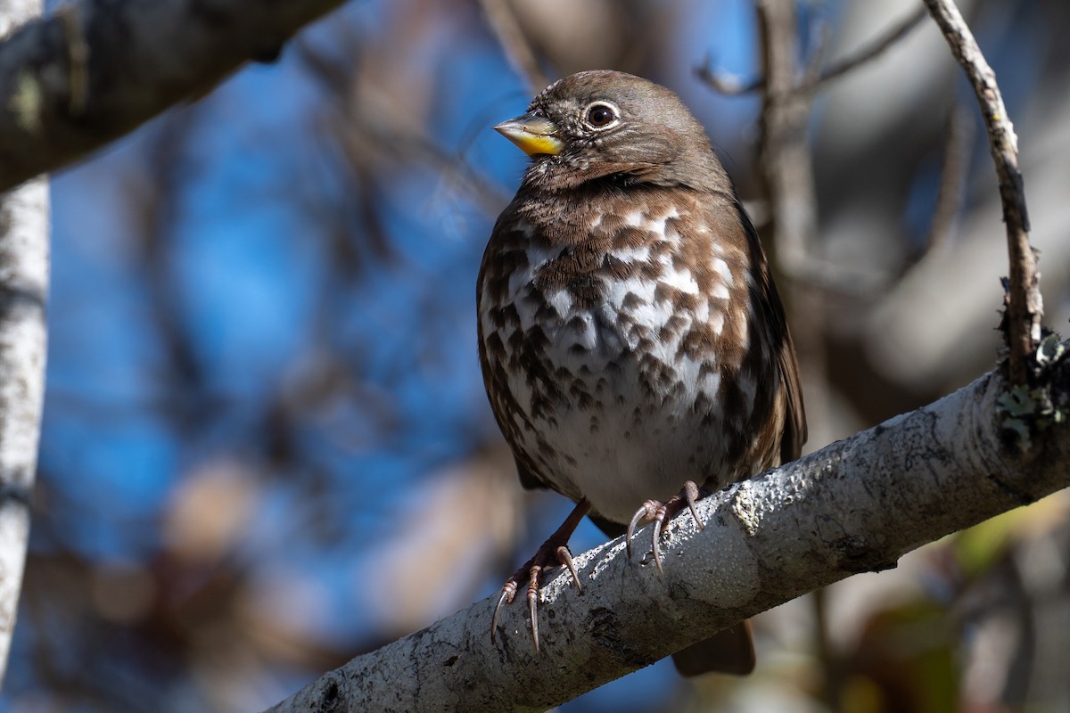 Fox Sparrow (Sooty) - ML643060626