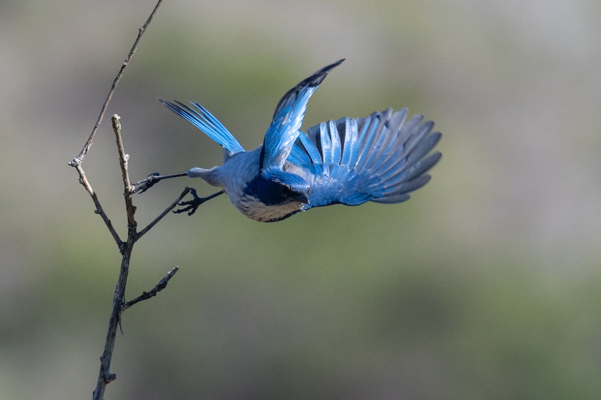 California Scrub-Jay - ML643060648