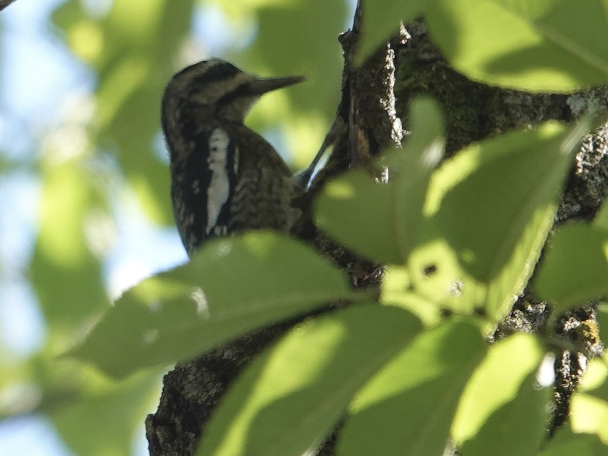 Yellow-bellied Sapsucker - ML643060668