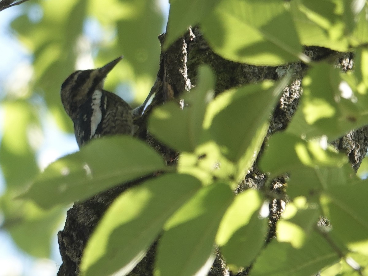 Yellow-bellied Sapsucker - ML643060669