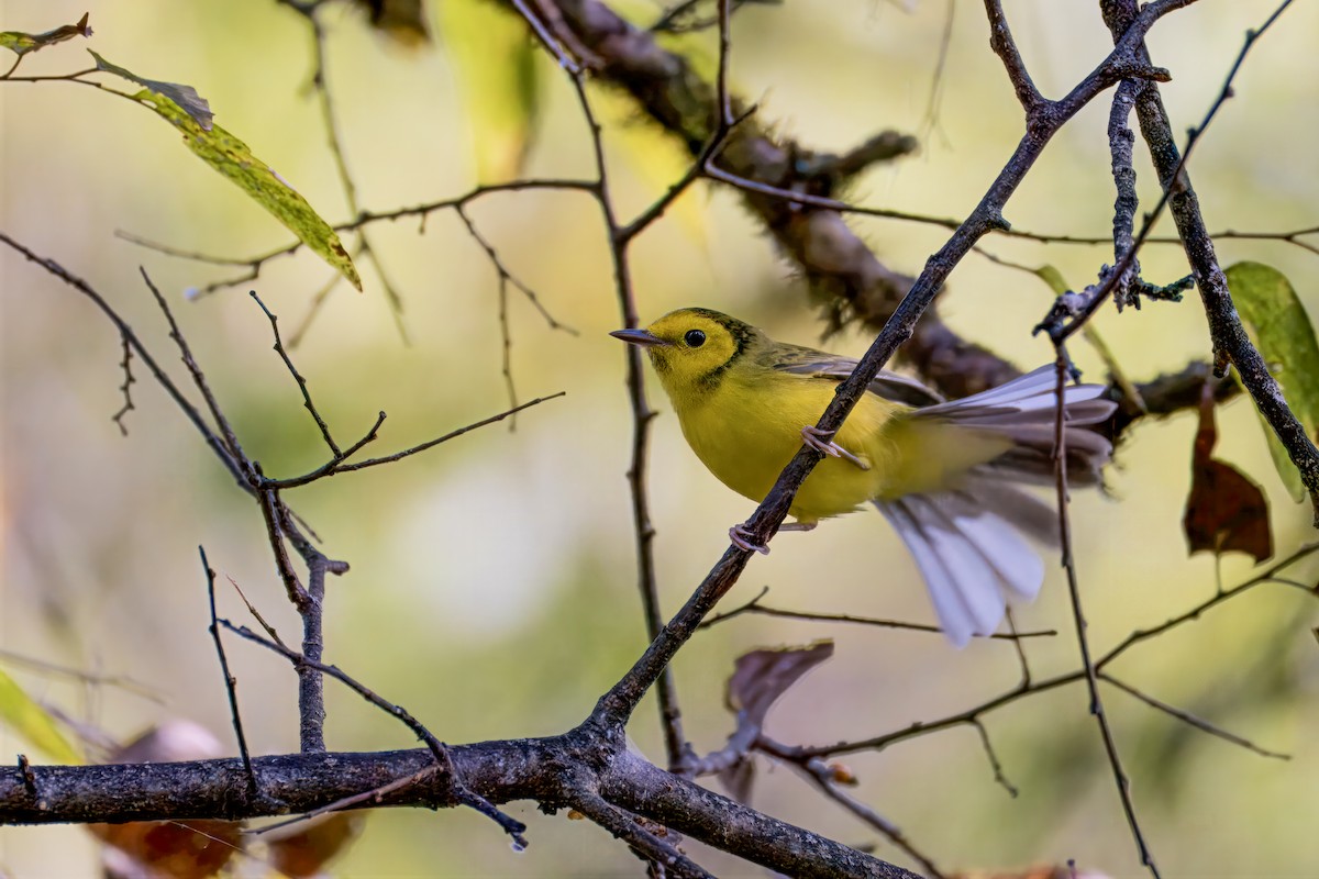 Hooded Warbler - ML643060670