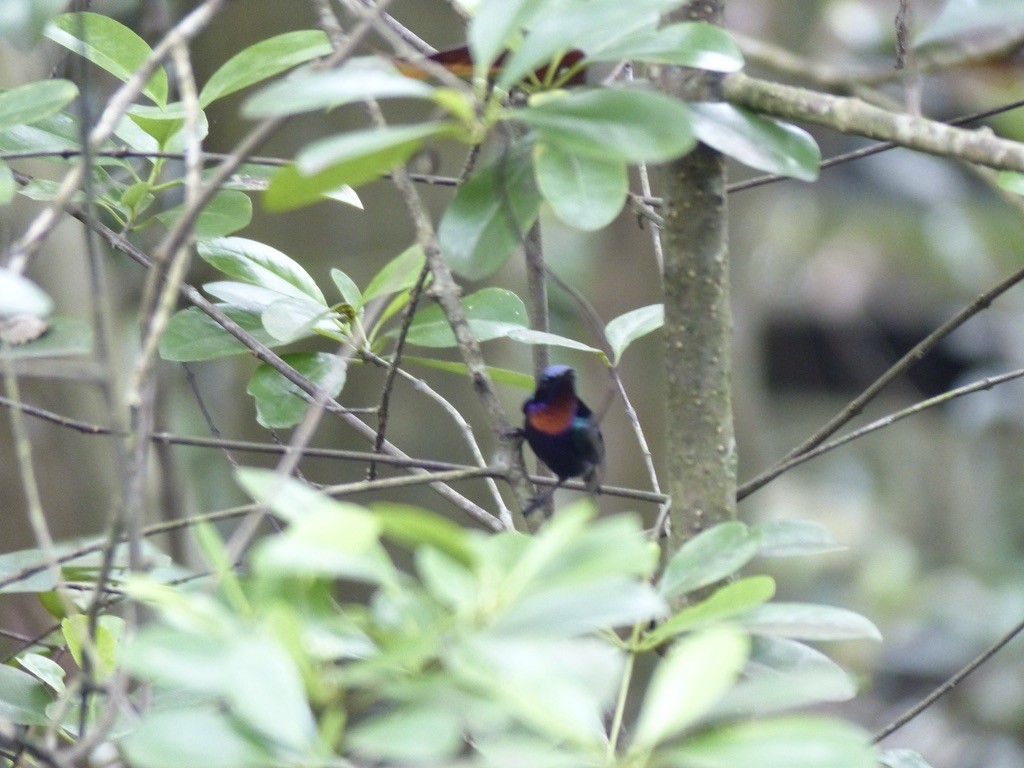 Copper-throated Sunbird - ML643060680