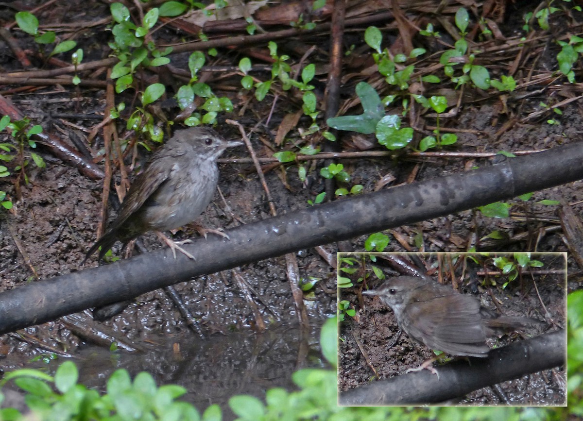 Baikal Bush Warbler - ML643060681