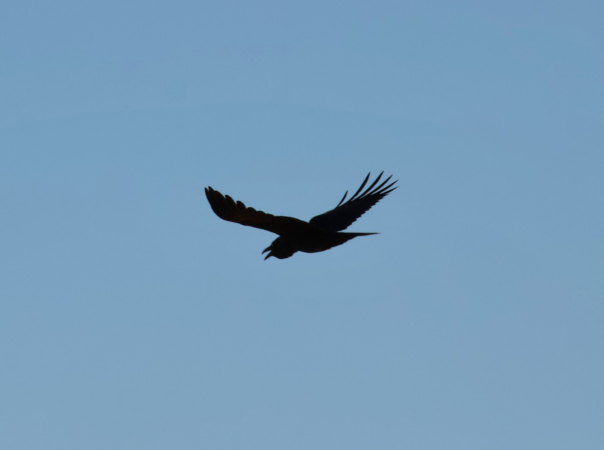 Torresian Crow - ML643060683