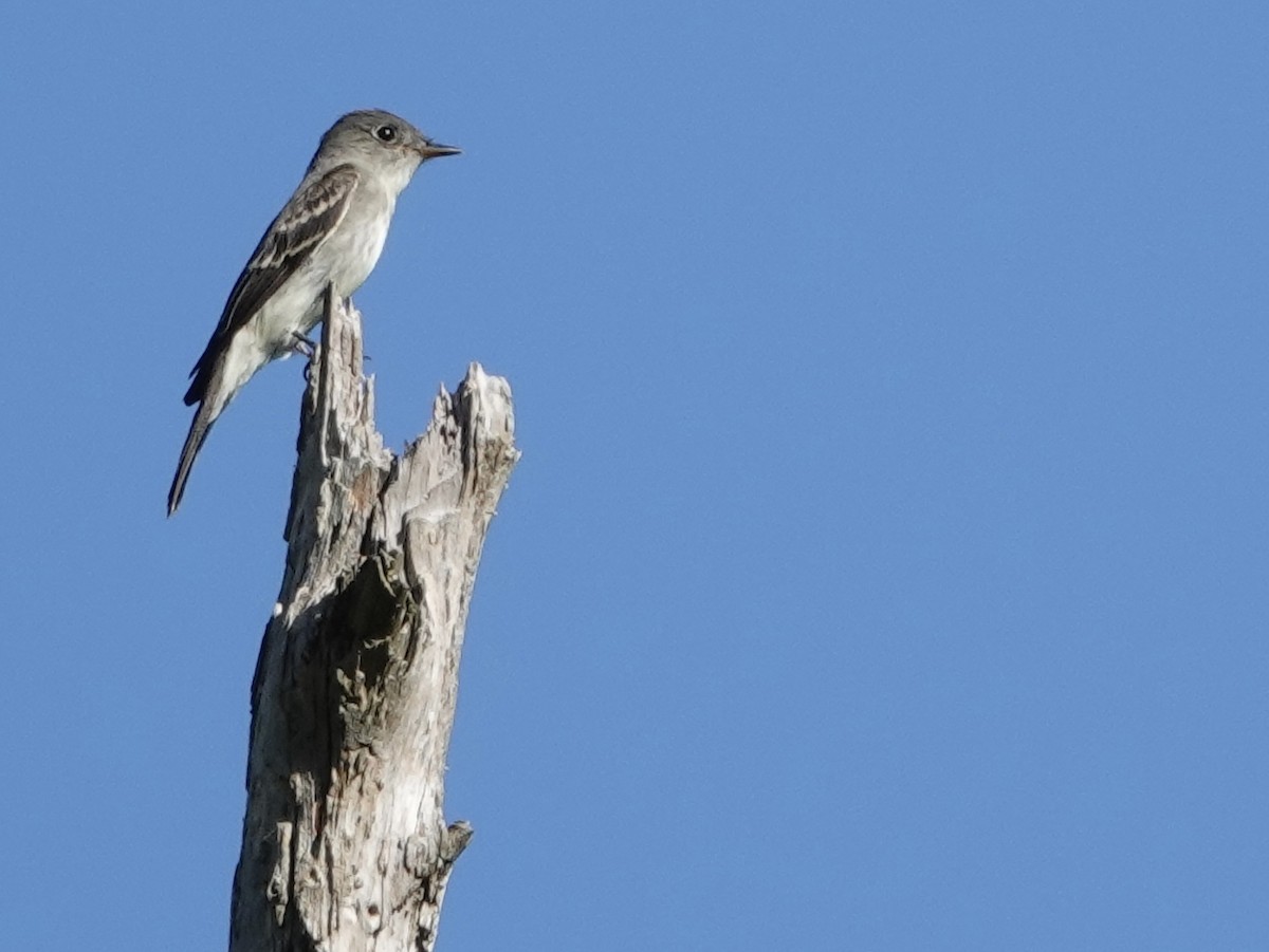 Eastern Wood-Pewee - ML643060686