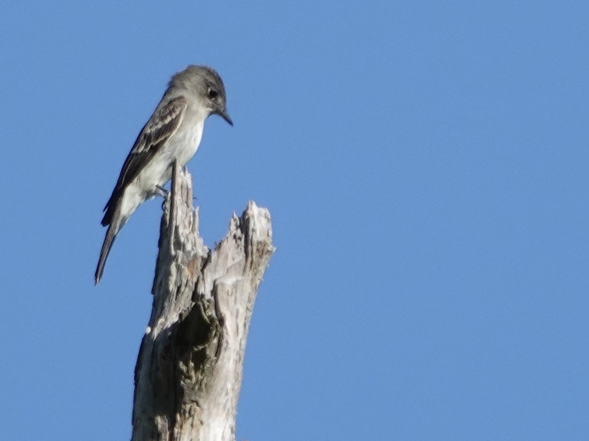 Eastern Wood-Pewee - ML643060687