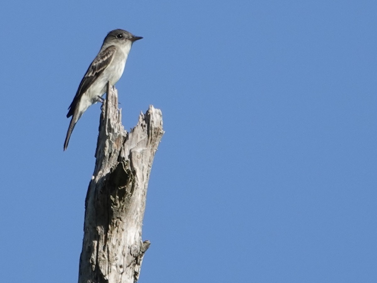 Eastern Wood-Pewee - ML643060688