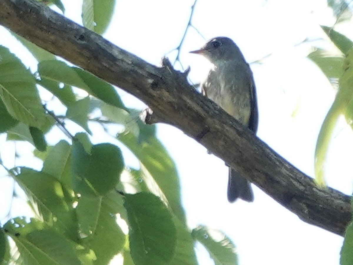 Eastern Wood-Pewee - ML643060689