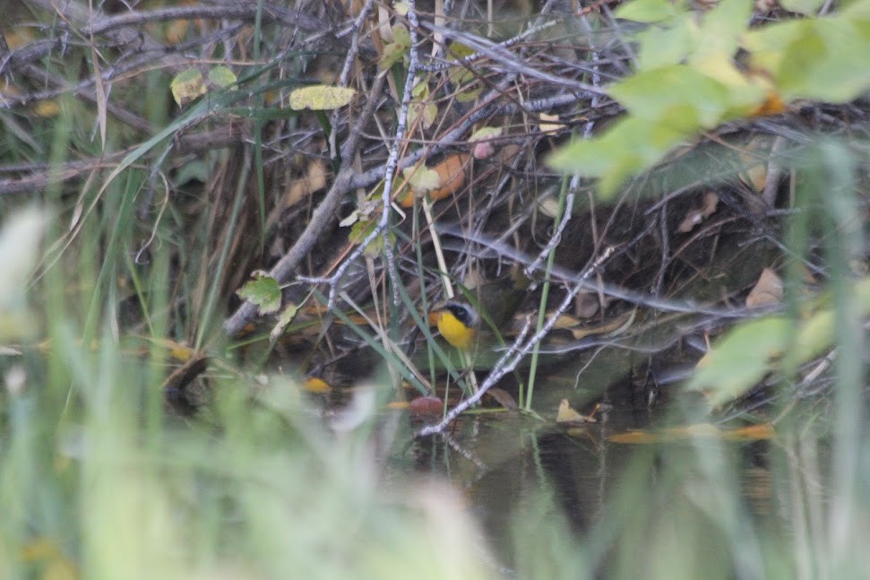 Common Yellowthroat - ML643060698