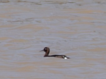 Ferruginous Duck - ML643060703