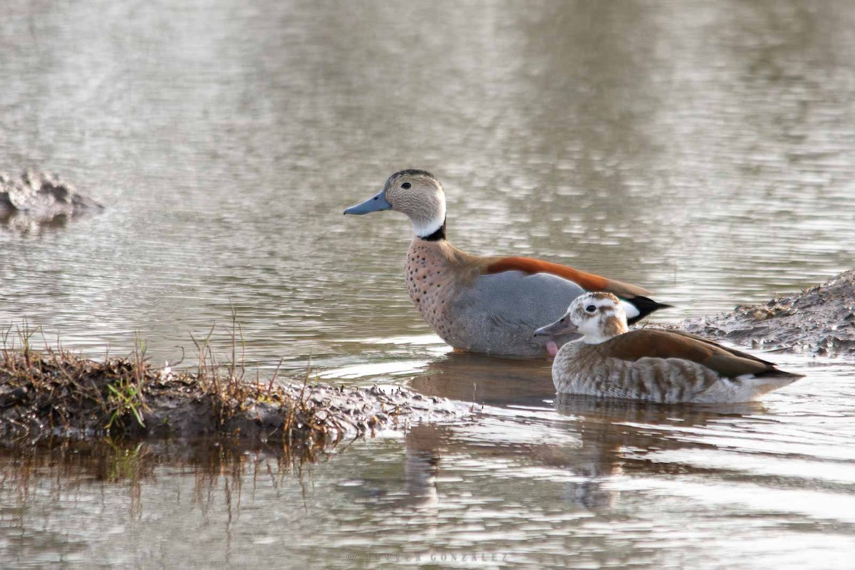 Ringed Teal - ML643060708